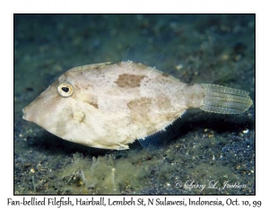 Fan-bellied Filefish