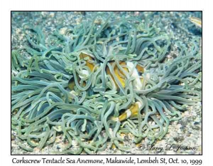 Corkscrew Tentacle Sea Anemone