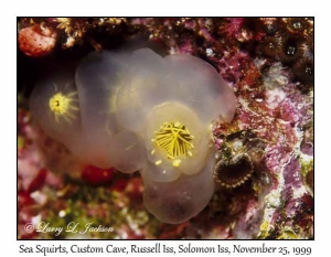Sea Squirts