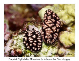 Pimpled Phyllidiella