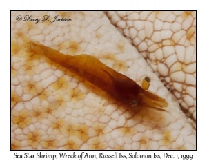 Sea Star Shrimp