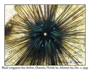 Black Longspine Sea Urchin