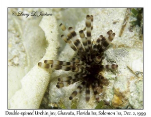 Double-spined Urchin juvenile
