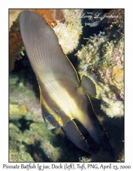 Pinnate Batfish, large juvenile