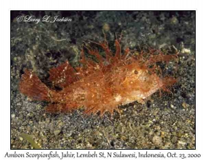 Ambon Scorpionfish