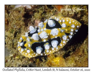 Ocellated Phyllidia