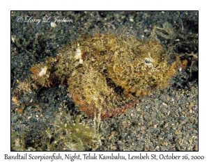 Bandtail Scorpionfish @ night