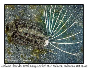 Cockatoo Flounder