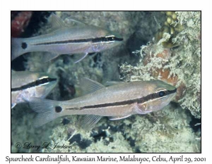 Spurcheek Cardinalfish