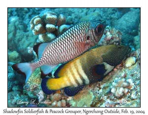Shadowfin Soldierfish & Peacock Grouper