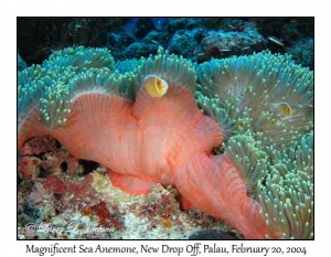 Magnificent Sea Anemone & Pink Anemonefish