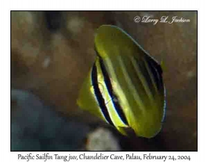 Pacific Sailfin Tang, juvenile