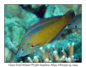 Chain-lined Wrasse, terminal phase