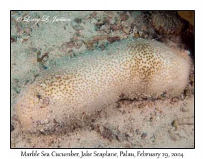 Marble Sea Cucumber