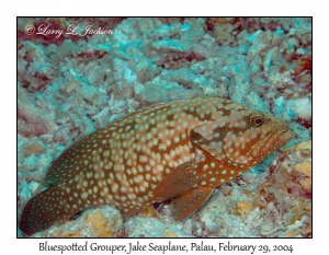 Bluespotted Grouper