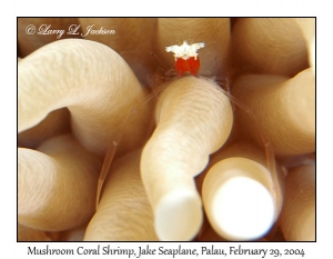 Mushroom Coral Shrimp