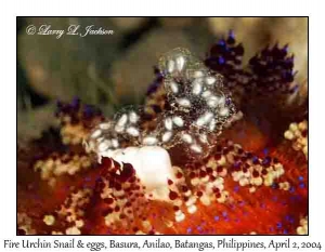 Fire Urchin Snail & eggs