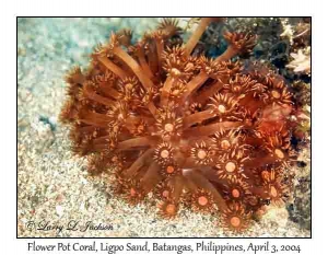 Flower Pot Coral