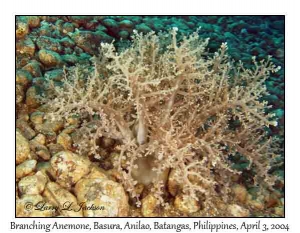Branching Sea Anemone