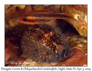 Elongate Cowrie & Obliquebanded Cardinalfish @ night