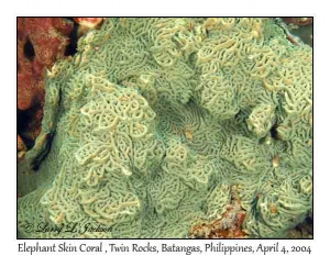 Elephant Skin Coral