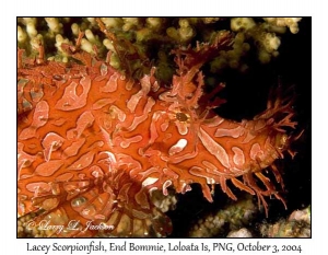 Lacey Scorpionfish