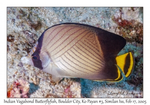 Indian Vagabond Butterflyfish