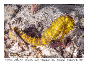 Tigertail Seahorse