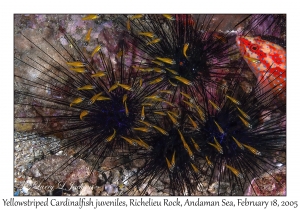 Yellowstriped Cardinalfish juveniles