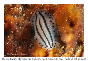 Phi Phi Islands Phyllidiopsis
