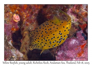 Yellow Boxfish young adult