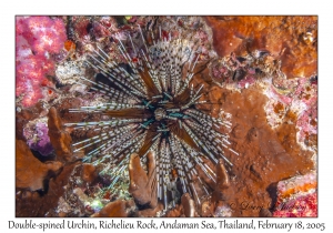 Double-spined Urchin