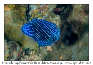 Semicircle Angelfish juvenile