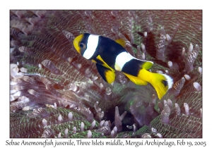 Sebae Anemonefish juvenile