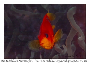 Red Saddleback Anemonefish