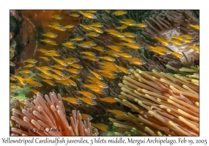 Yellowstriped Cardinalfish juveniles