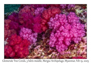 Glomerate Tree Corals