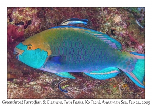 Greenthroat Parrotfish & Cleaners