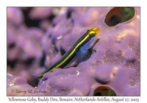 Yellownose Goby