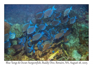 Blue Tangs & Ocean Surgeonfish