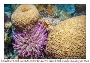 Lobed Star Cora, Giant Anemone & Grooved Brain Coral