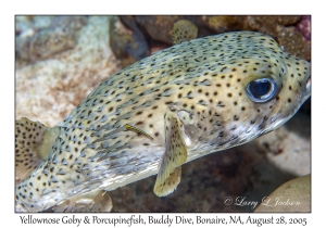 Yellownose Goby & Porcupinefish