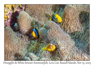 Orangefin & White-bonnet Anemonefish