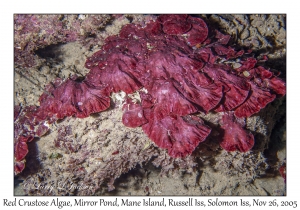 Red Crustose Algae