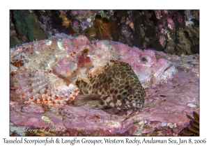 Tasseled Scorpionfish & Longfin Grouper