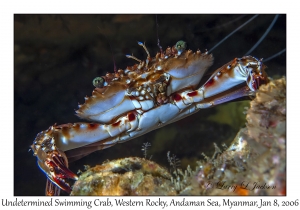 Undetermined Swimming Crab