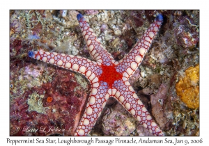 Peppermint Sea Star