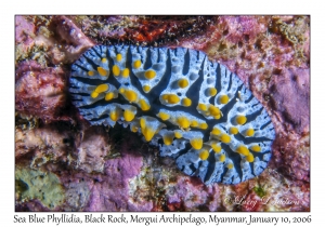 Sea Blue Phyllidia