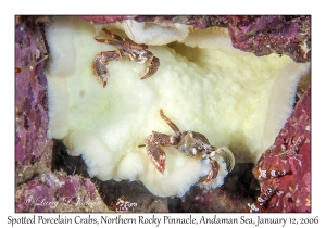 Spotted Porcelain Crabs