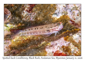 Spotted-back Coralblenny